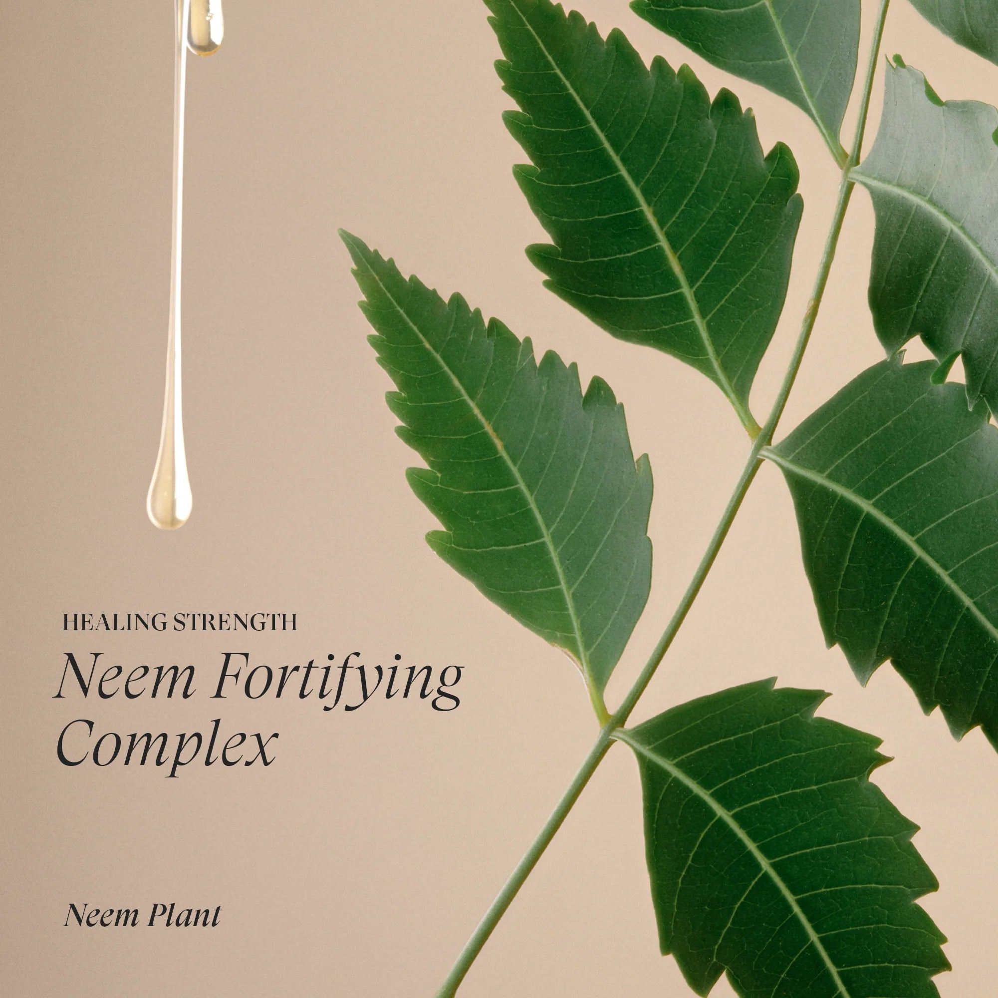 L’ANZA Healing Strength with Tea Shampoo – Versterkend en herstellend haar