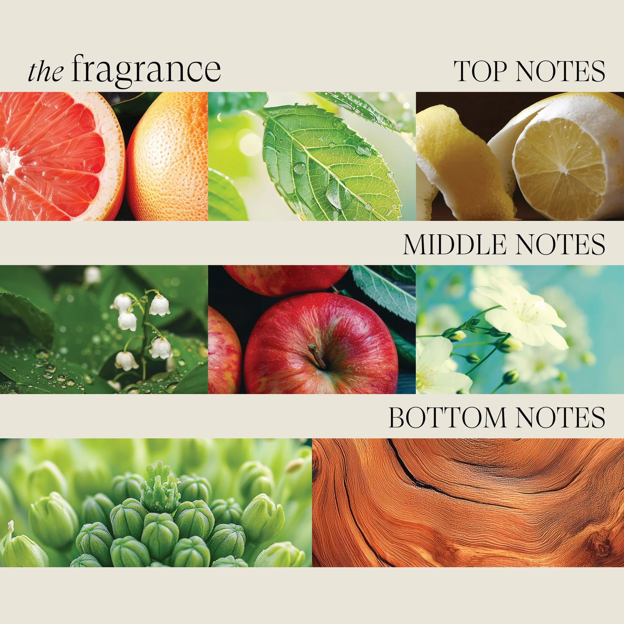 L’ANZA Healing Moisture Tamanu Cream Shampoo – Hydraterend en herstellend voor droog haar