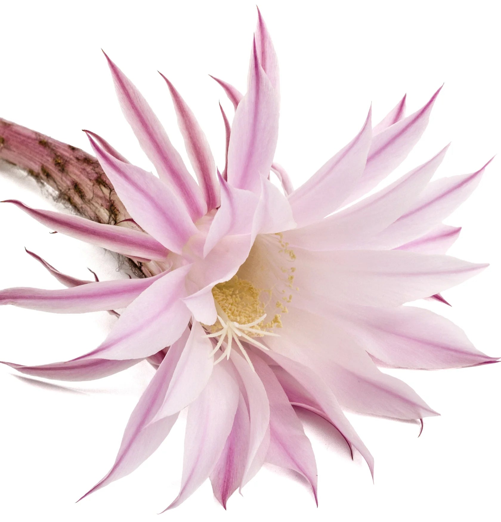 L'ANZA Healing Style Molding Paste – Flexibele Styling Pasta met Sterke Hold en Natuurlijke Finish