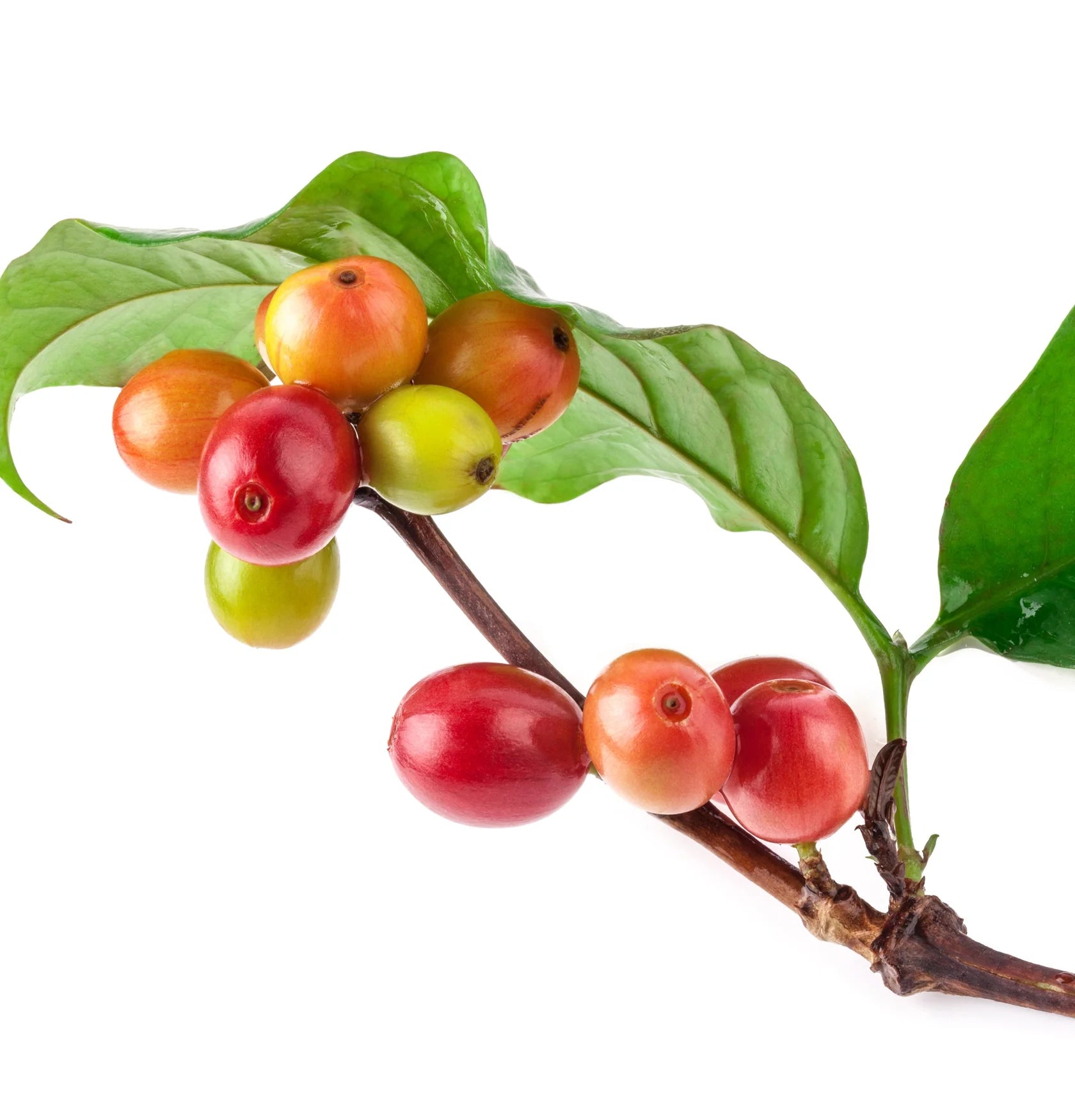 L’Anza Keratin Healing Oil Hair Treatment – Intensieve Herstel- en Beschermingsolie voor Haar 100ml