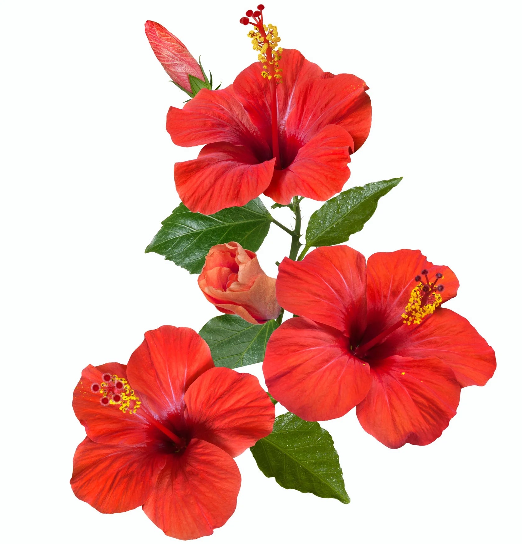 L'ANZA Healing Strength Trauma Treatment – Intensieve Haarherstel Treatment voor Beschadigd Haar