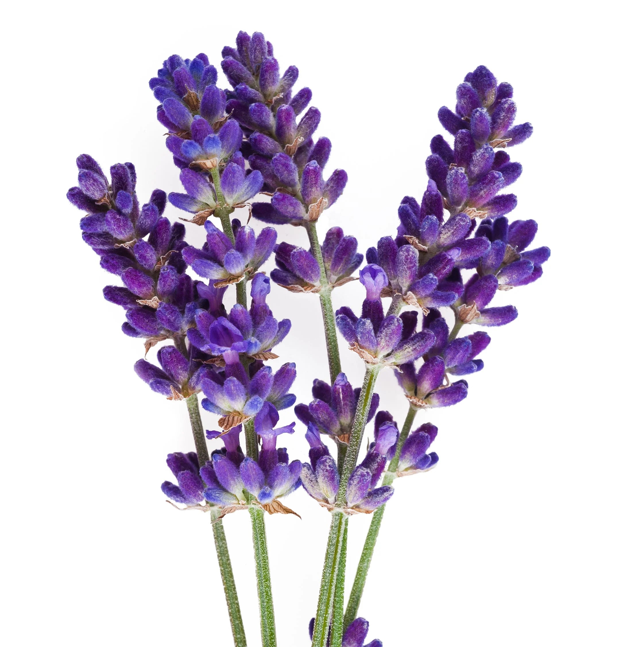 L’ANZA Scalp Therapy Balancing Shampoo – Gezonde hoofdhuid en uitgebalanceerd haar