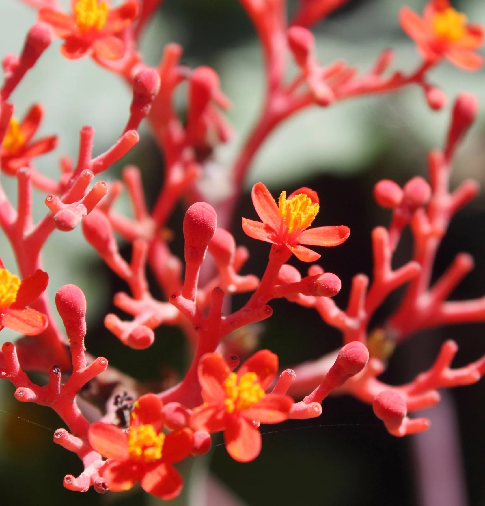 L'ANZA Healing Style Molding Paste – Flexibele Styling Pasta met Sterke Hold en Natuurlijke Finish