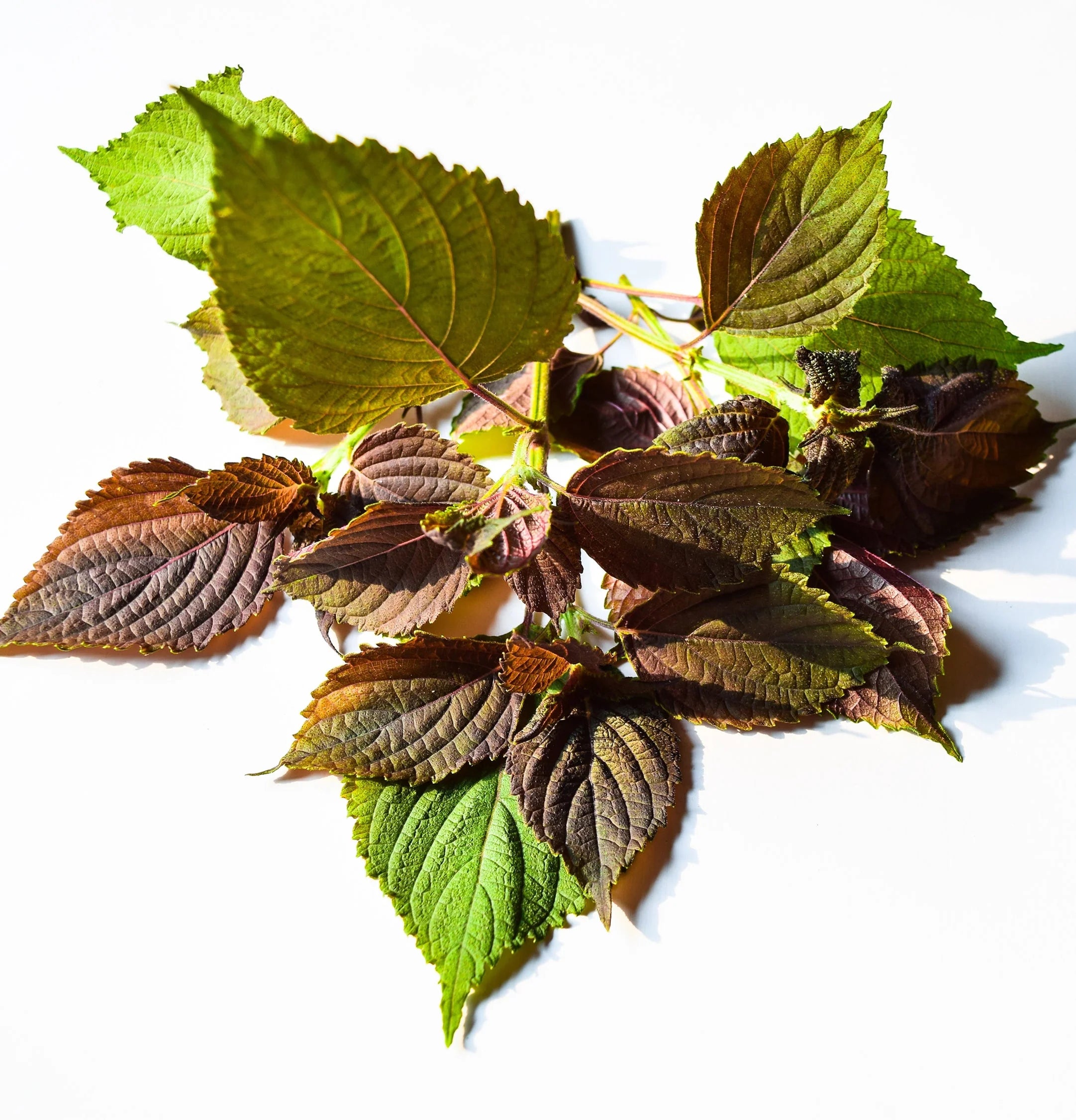 L’ANZA Scalp Therapy Balancing Shampoo – Gezonde hoofdhuid en uitgebalanceerd haar